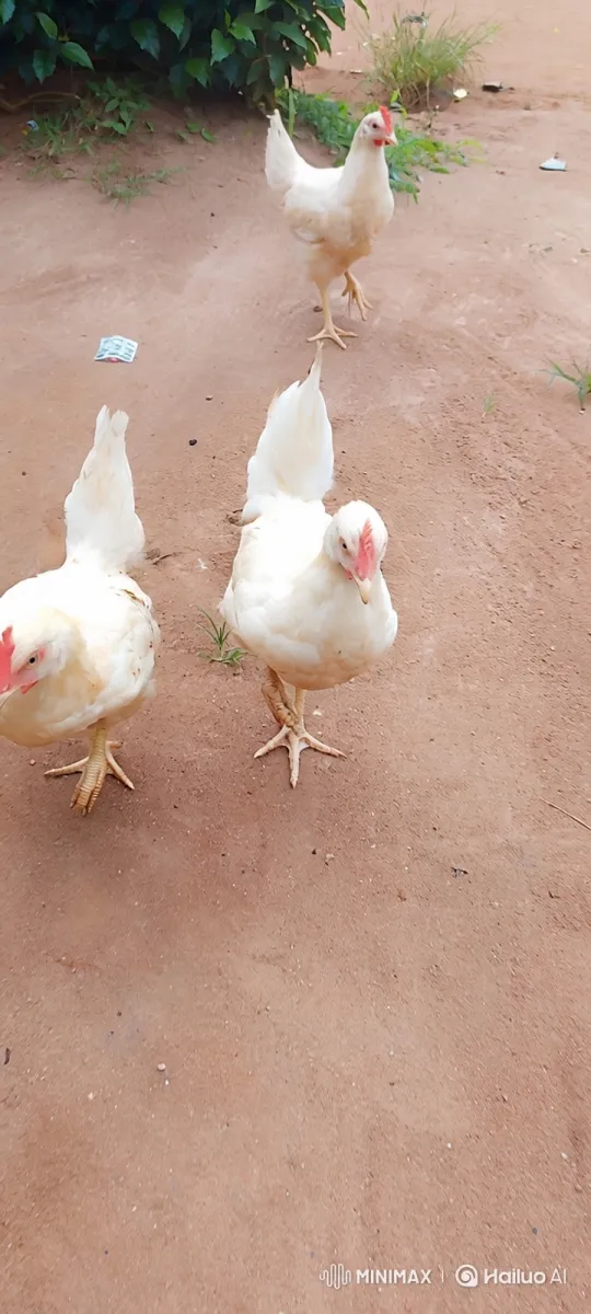 Three Chickens Perform Synchronized Dance Moves – AI Generated Video | Hailuo AI