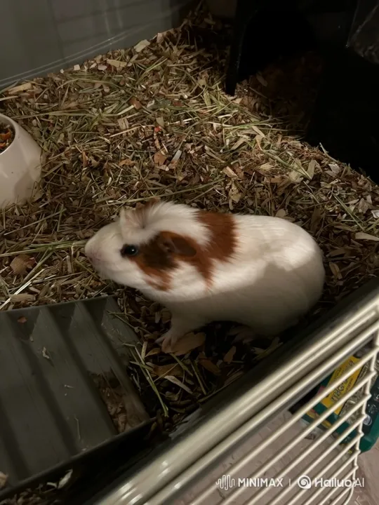Cheetah and Guinea Pig Interaction in Enclosure – AI Generated Video | Hailuo AI