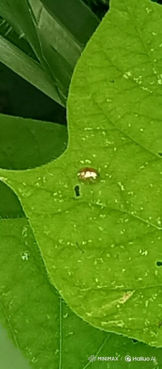 Golden Ladybug Lands on Woman's Finger – AI Generated Video | Hailuo AI