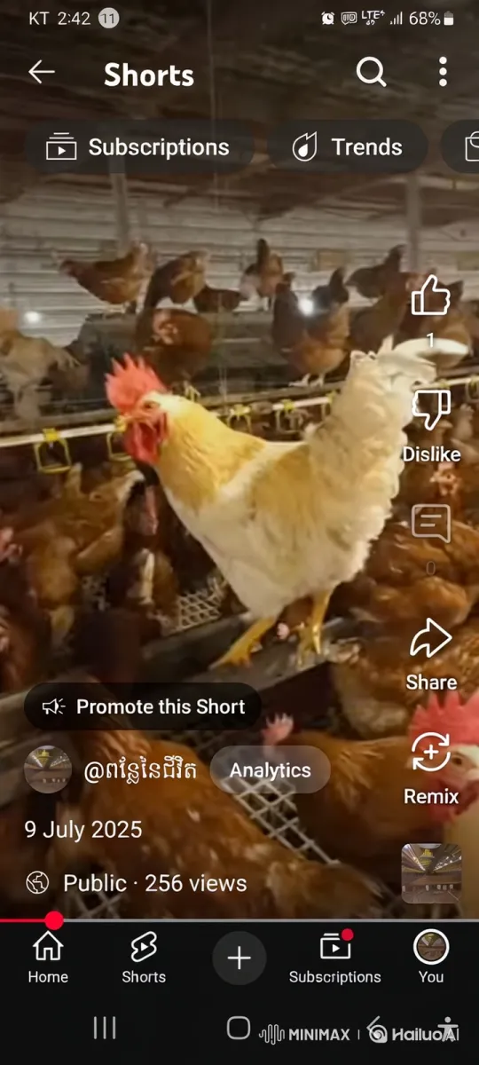 Rooster Displays Dominance and Takes Flight – AI Generated Video | Hailuo AI