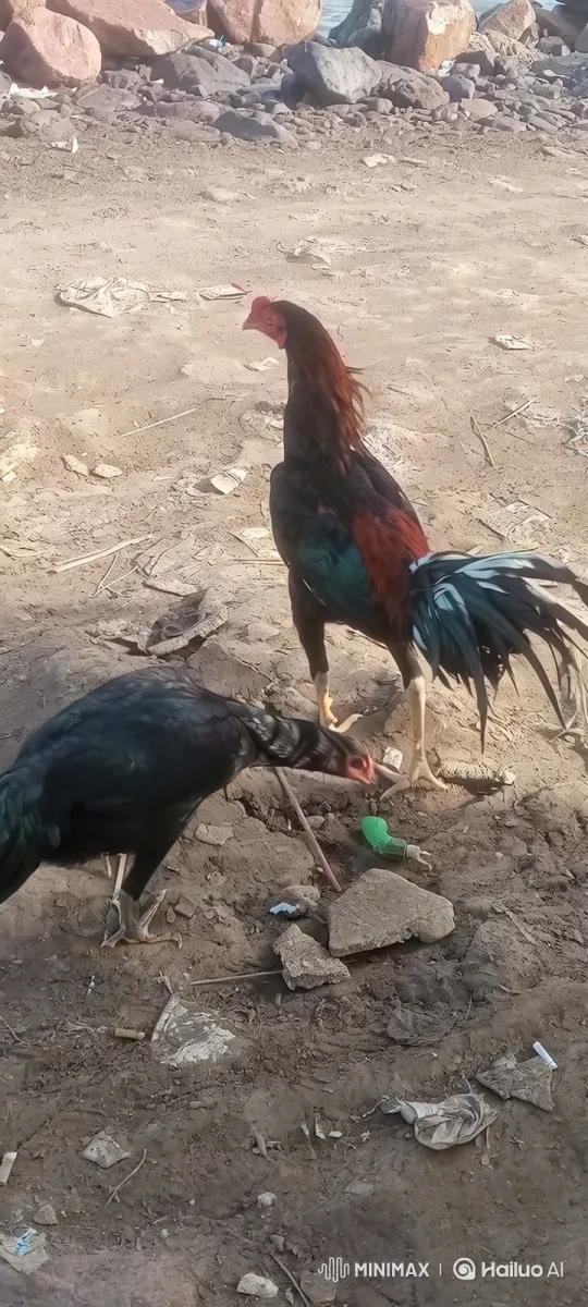 Chickens forage on rocky shore, rooster watches protectively – AI Generated Video | Hailuo AI