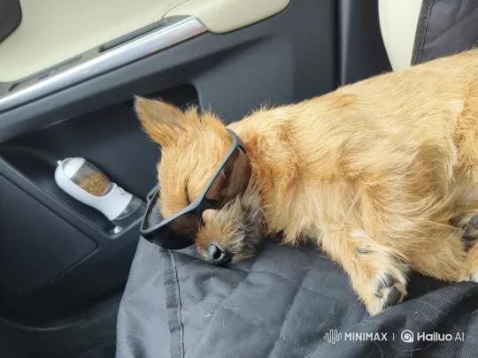 Sleepy Dog Wakes Up in Car with Sunglasses – AI Generated Video | Hailuo AI