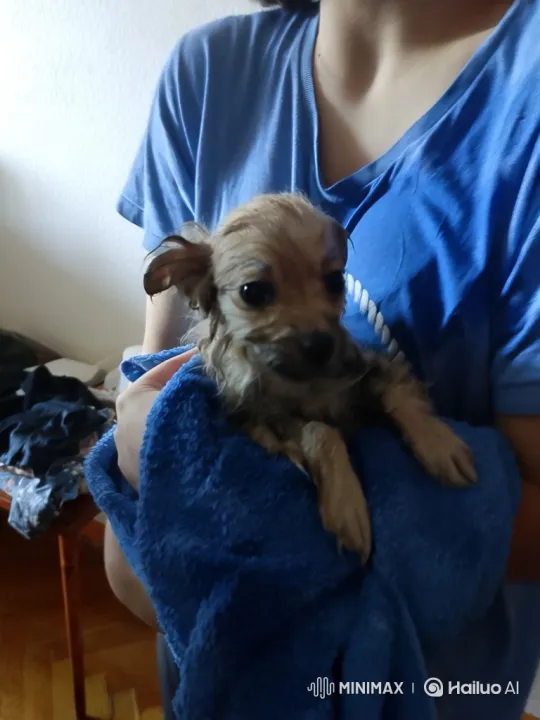Transformation of a Puppy into a Monstrous Creature – AI Generated Video | Hailuo AI