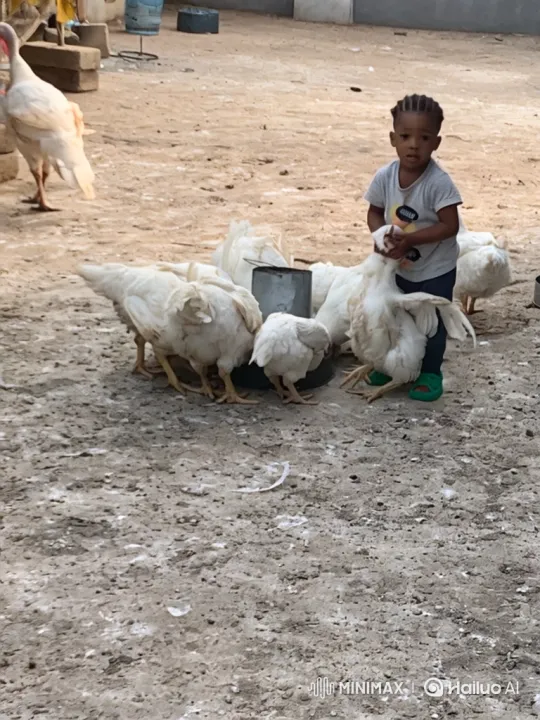 Toddler Runs with Chicken to Board Plane – AI Generated Video | Hailuo AI