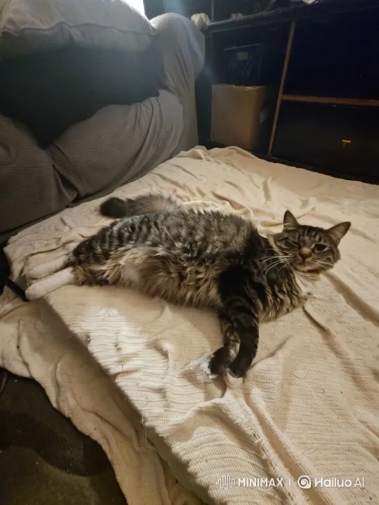 Tabby Cat Naps, Stretches, and Explores Fast-Food Restaurant Exterior – AI Generated Video | Hailuo AI