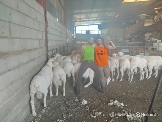 Men and Sheep Dance Together in Rustic Barn – AI Generated Video | Hailuo AI