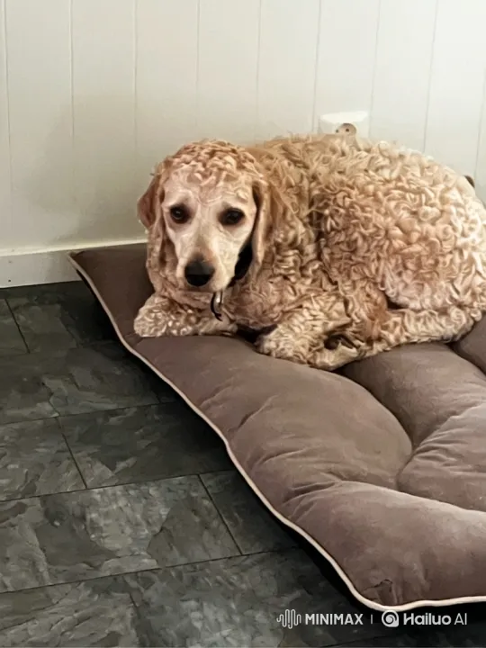 Courageous Dog Outsmarts Godzilla in Destroyed City – AI Generated Video | Hailuo AI