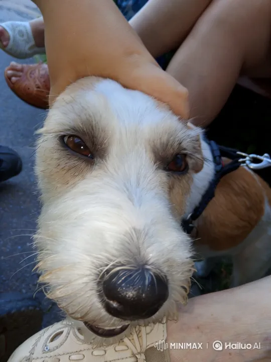 Terrier Dog Enacts Magical Dance, Transforms into Sparkling Light – AI Generated Video | Hailuo AI