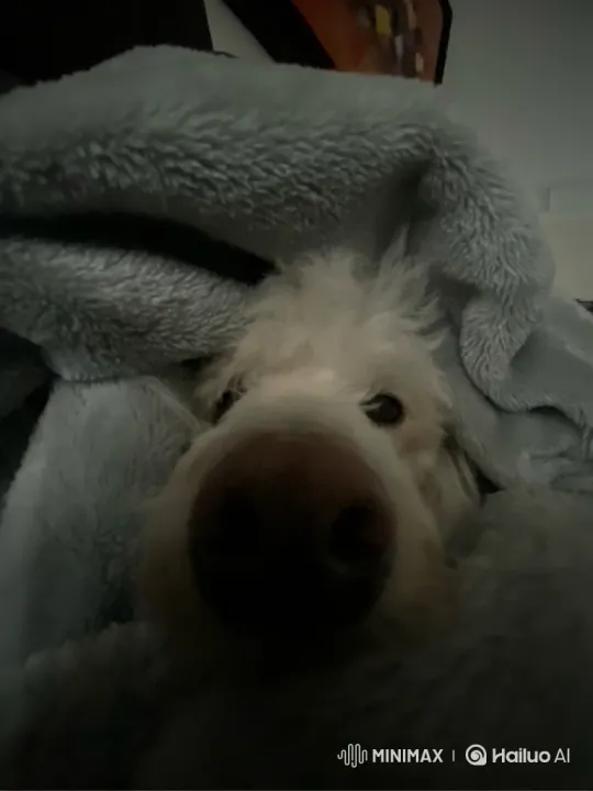 Close-Up Zoom on Dog's Nose in Intimate Setting – AI Generated Video | Hailuo AI