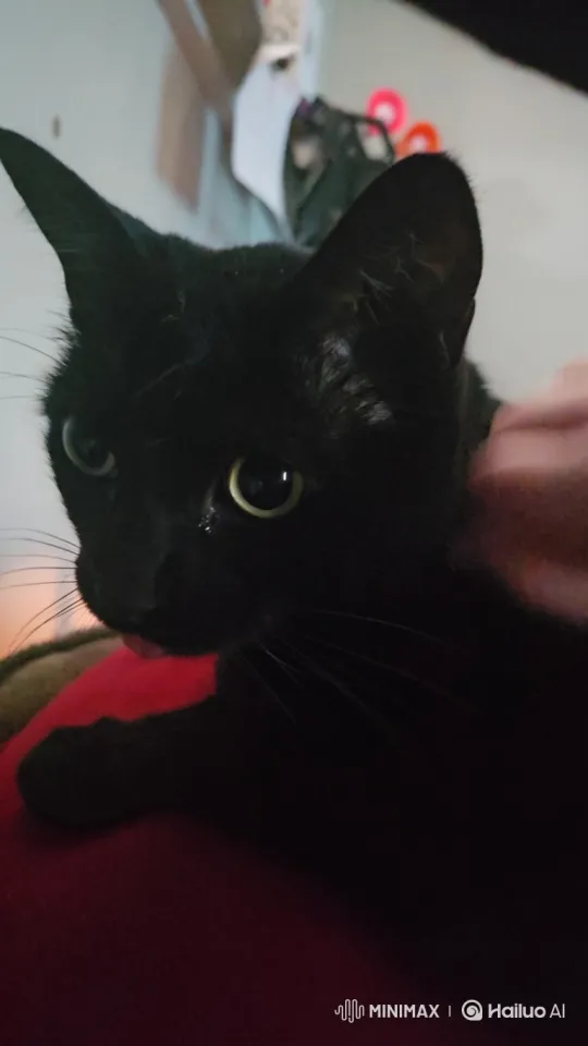Intimate Moment: Black Cat with Yellow-Green Eyes and 'Blep' – AI Generated Video | Hailuo AI