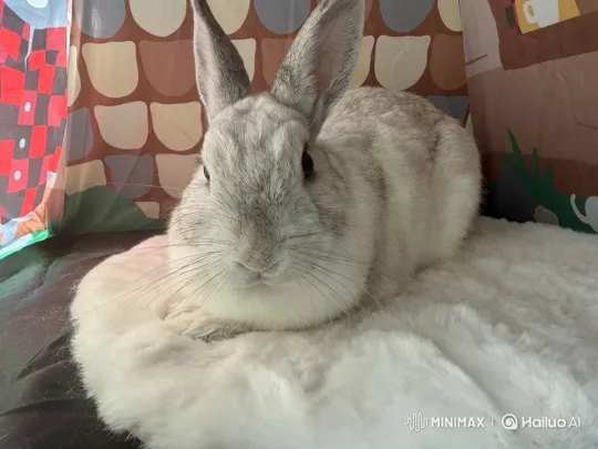 Content Rabbit Resting Peacefully on Soft Surface – AI Generated Video | Hailuo AI