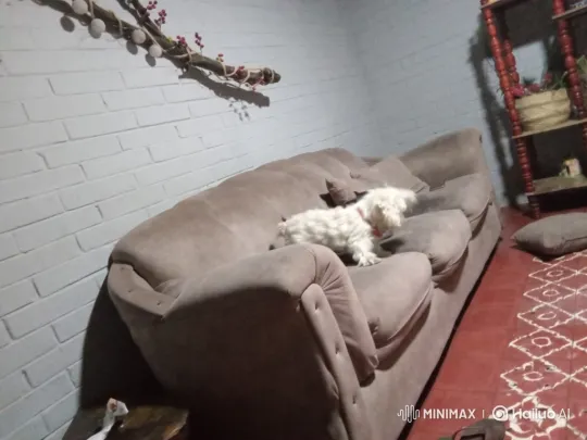Fluffy White Dog Observes Off-Screen on a Decorated Sofa – AI Generated Video | Hailuo AI