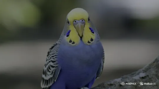 Close-up of a Calm Budgerigar with Vibrant Colors – AI Generated Video | Hailuo AI