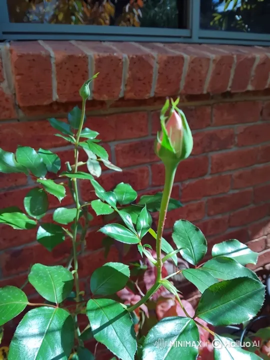 Rose Bud Blooming Time-Lapse on a Sunny Wall – AI Generated Video | Hailuo AI