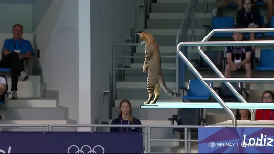 Athletic Cat Performs Complex Dive at Indoor Aquatics Center – AI Generated Video | Hailuo AI