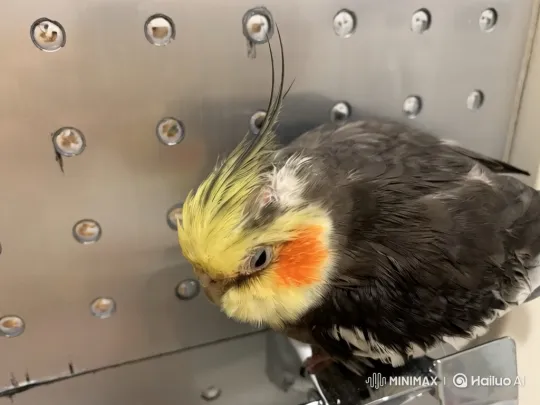 Cockatiel's Journey from Sky to Space to Stillness – AI Generated Video | Hailuo AI