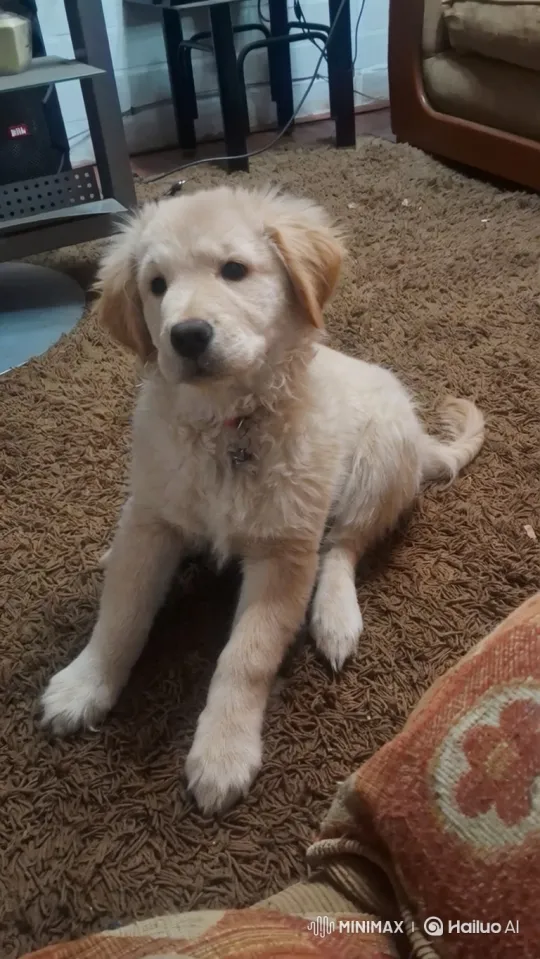 Calm and Curious Puppy on Shag Carpet – AI Generated Video | Hailuo AI