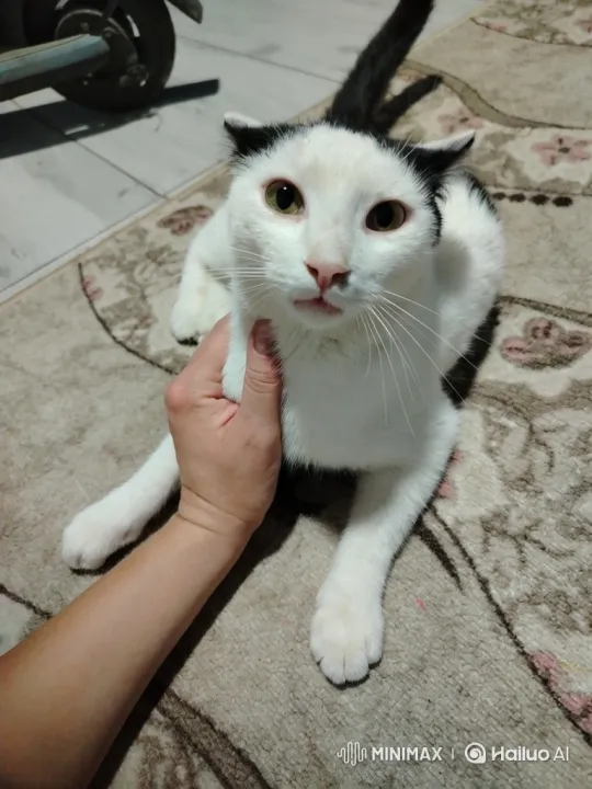 White Cat Surprisingly Dances on Hind Legs – AI Generated Video | Hailuo AI