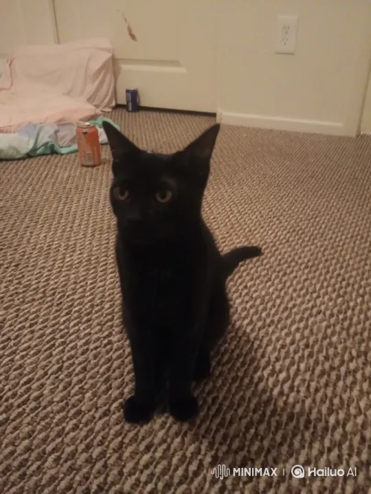 Enchanted Cat's Magical Dance and Disappearance – AI Generated Video | Hailuo AI