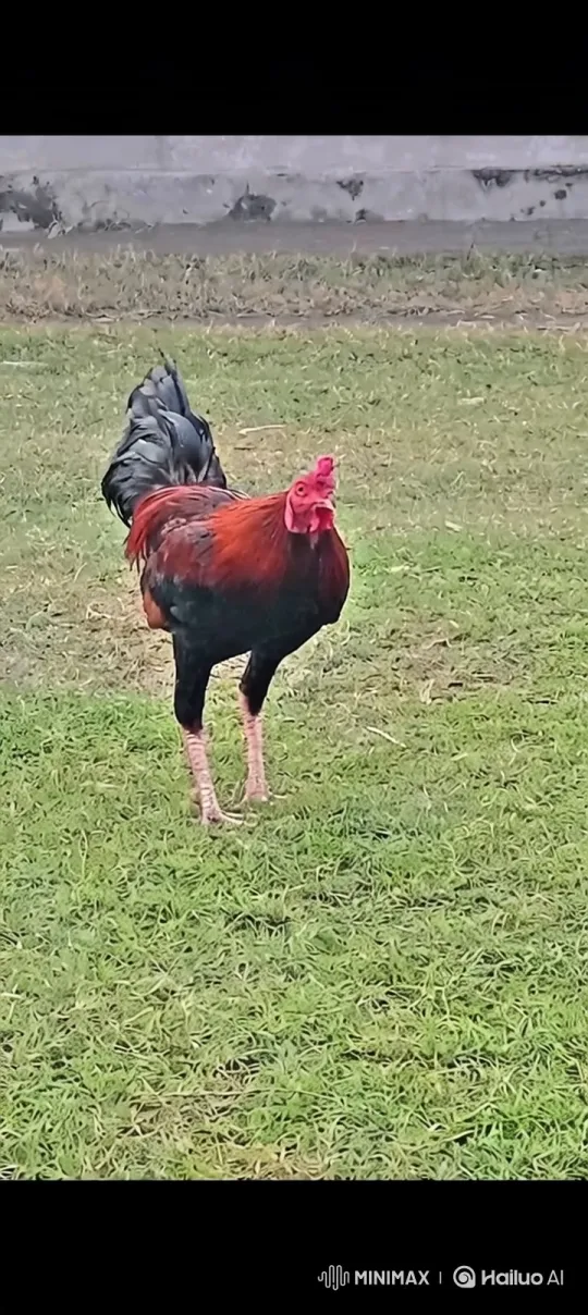 Rooster on Mountain Peak to Earth from Space Panorama – AI Generated Video | Hailuo AI