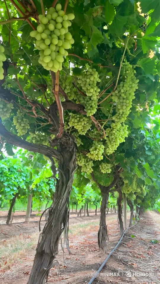 Vibrant Vineyard Awaits Harvest in Gentle Breeze – AI Generated Video | Hailuo AI