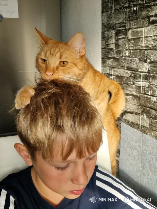 Cat Gently Grooms Boy's Hair – AI Generated Video | Hailuo AI