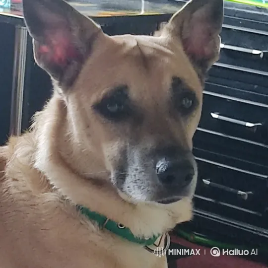 Calm Dog Observes Surroundings with Curiosity – AI Generated Video | Hailuo AI