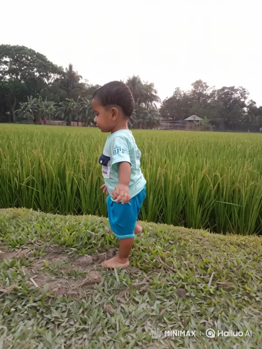 Toddler, Tiger Cub, and Adult Tiger in Rice Paddy – AI Generated Video | Hailuo AI