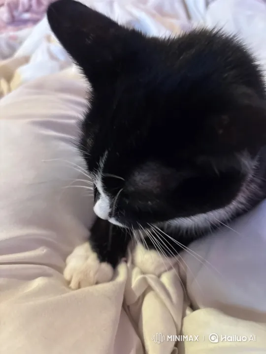Tuxedo Cat Performs Cheer Routine with Paws – AI Generated Video | Hailuo AI