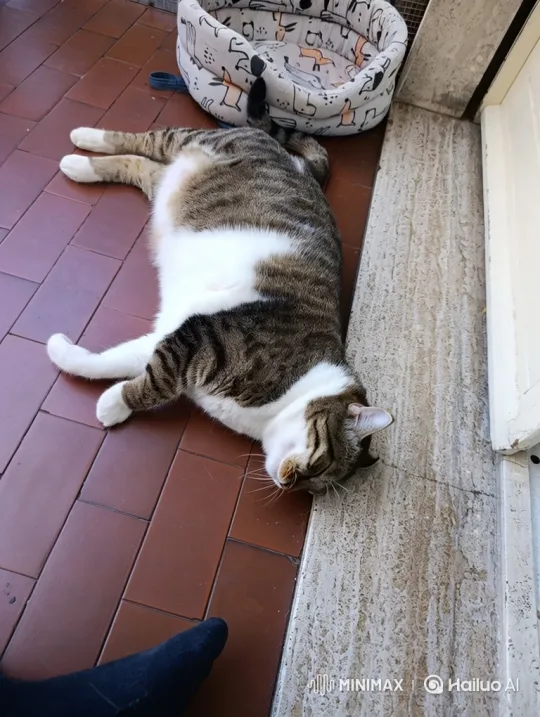 Sleepy Tabby Cat Awakens from Peaceful Slumber – AI Generated Video | Hailuo AI