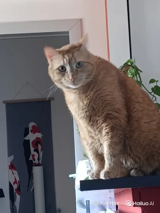 Curious Ginger Cat Examines Camera Closely – AI Generated Video | Hailuo AI