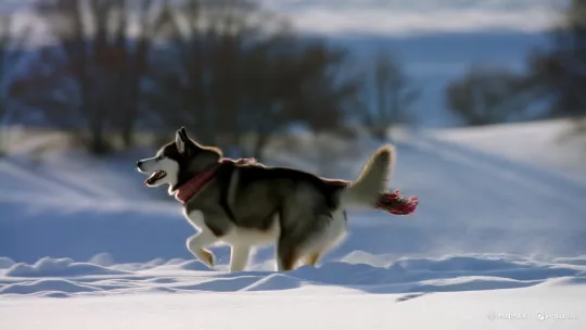 Fluffy Husky Joyfully Leaps into Snowy Landscape – AI Generated Video | Hailuo AI