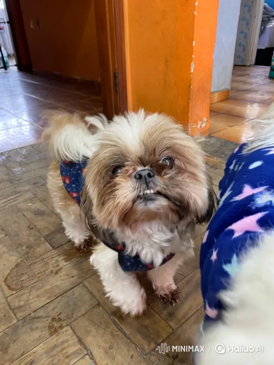Shih Tzu Dog in Curious Pose with Charming Smile – AI Generated Video | Hailuo AI