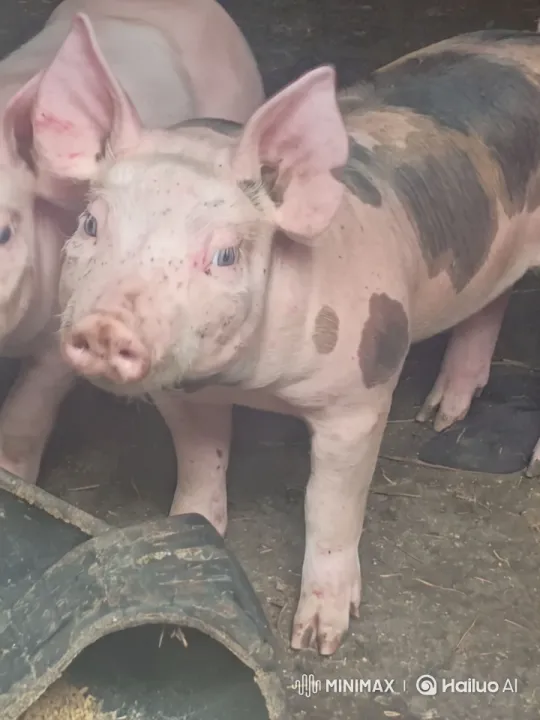 Pigs in a Barn: Close-Up and Serene Interaction – AI Generated Video | Hailuo AI