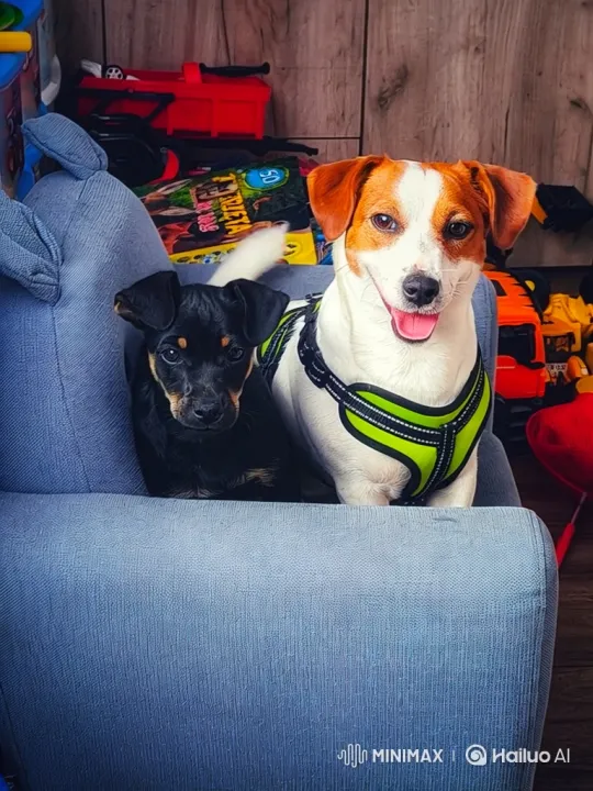 Dogs Mischievously Tear Up Armchair – AI Generated Video | Hailuo AI