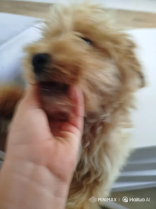 Fluffy Dog Enjoys Petting, Performs Backflip, Drinks Coke – AI Generated Video | Hailuo AI