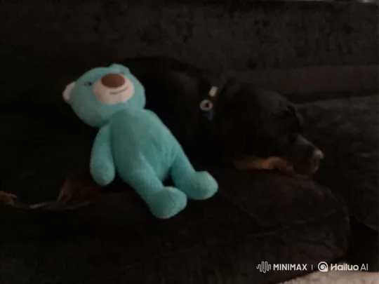 Plush Bear Cuddles Sleeping Dog, Forms Heart – AI Generated Video | Hailuo AI
