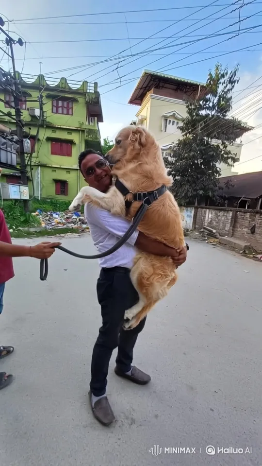 Golden Retriever Joyfully Reunites with Owner – AI Generated Video | Hailuo AI