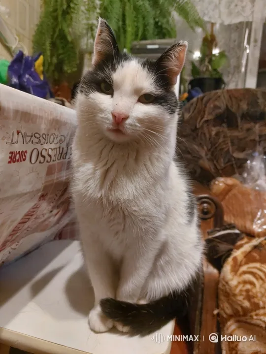Piebald Cat Dances Gracefully on Seashore – AI Generated Video | Hailuo AI