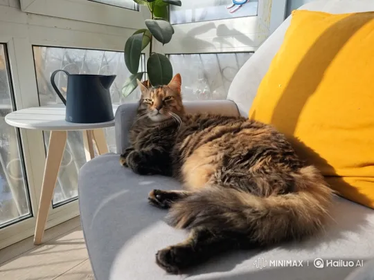 Content Title: "Sunbathing Tortoiseshell Cat in Armchair" – AI Generated Video | Hailuo AI