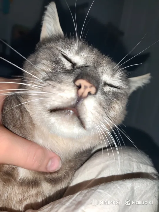 Content Cat Wakes Up Gently from Blissful Sleep – AI Generated Video | Hailuo AI