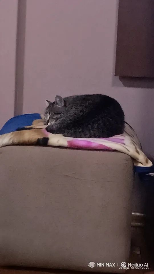 Cat Wakes Up and Stretches on a Blanket – AI Generated Video | Hailuo AI