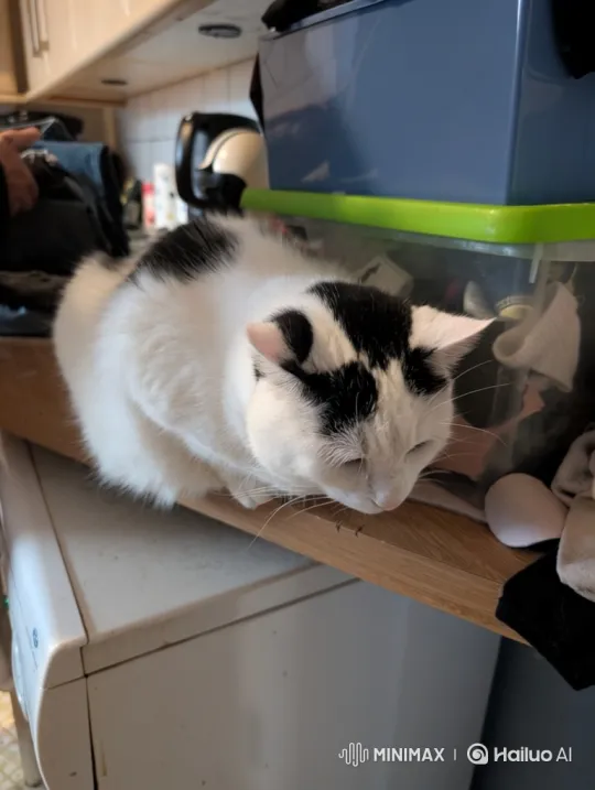 Cat Mimics Dancing and Says 'Moo' – AI Generated Video | Hailuo AI