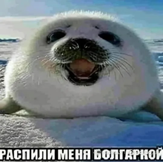 Baby Seal Enters 'Gay Club,' Emerges Painted – AI Generated Video | Hailuo AI