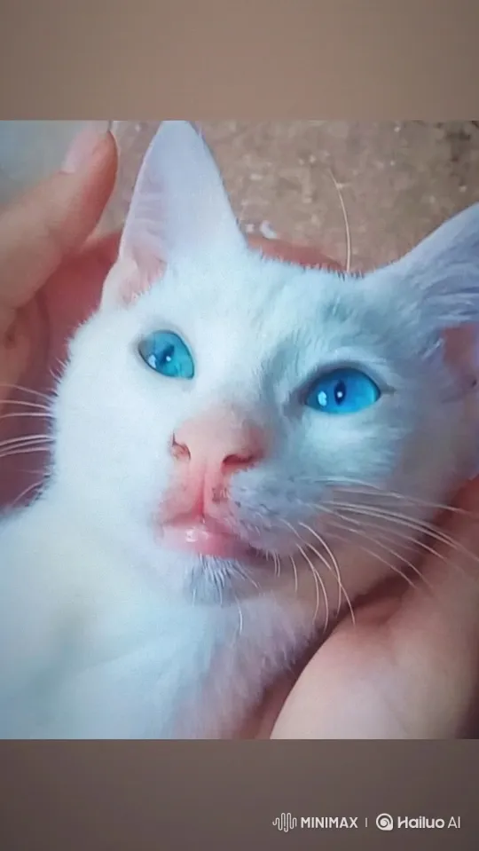 Peaceful Serenity: A Close-Up of a White Cat's Calm Features – AI Generated Video | Hailuo AI