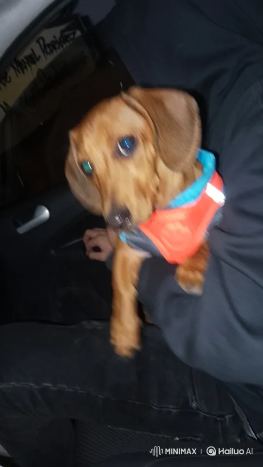 Dachshund Settles in a Person's Arms in a Car – AI Generated Video | Hailuo AI