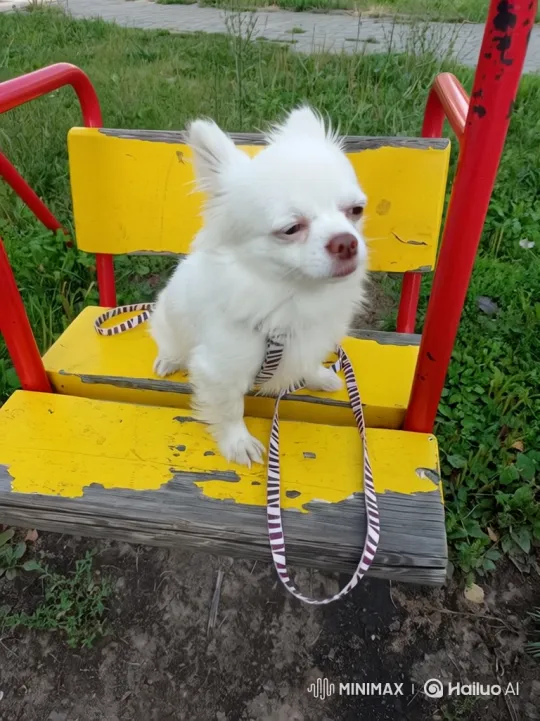 Chihuahua Transforms from Sleepy to Adorable on Swing – AI Generated Video | Hailuo AI
