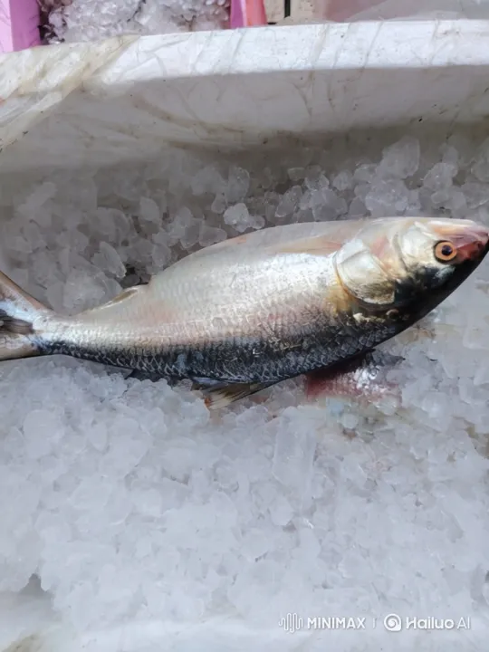 Close-up Study of a Fish on Ice – AI Generated Video | Hailuo AI