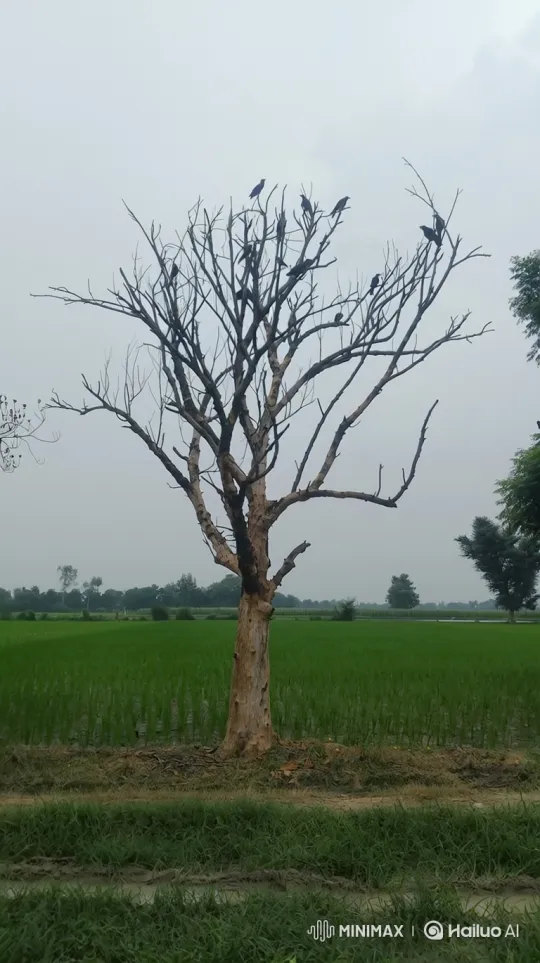 Ghostly Figure Emerges from Solitary Tree in Eerie Field – AI Generated Video | Hailuo AI