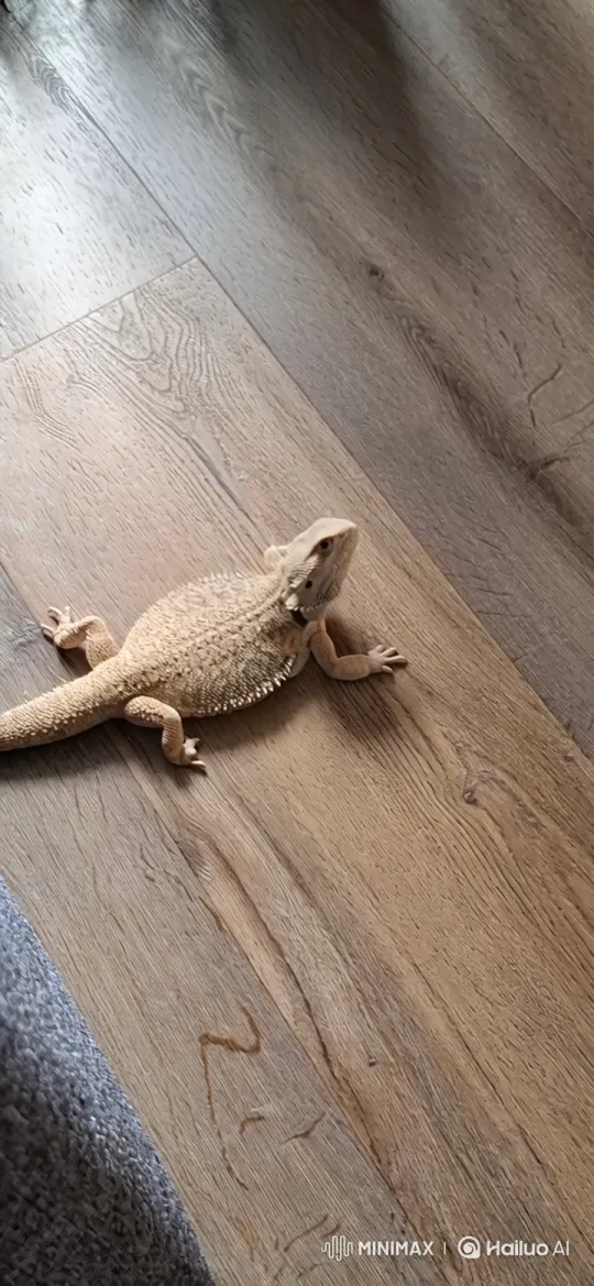 Bearded Dragon Transforms, Flies to China, Fights Patchwork Creature – AI Generated Video | Hailuo AI